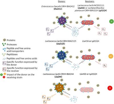 Positive Interactions Between Lactic Acid Bacteria Could Be Mediated by Peptides Containing Branched-Chain Amino Acids